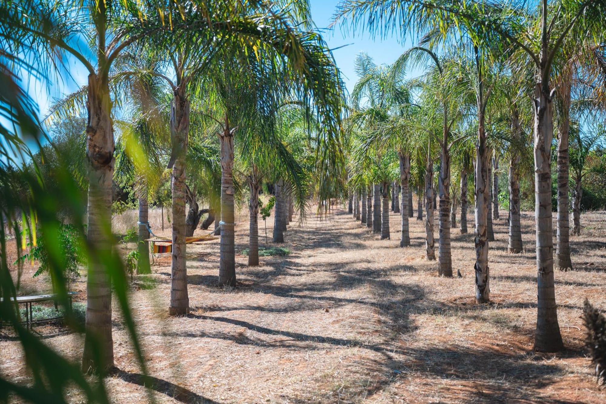 Palm View Guesthouse, Adults Only Luz Esterno foto